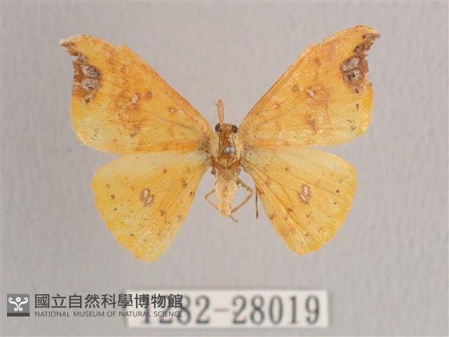 銀斑黃鉤蛾藏品圖，第1張