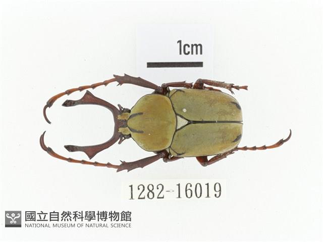 臺灣角金龜藏品圖，第1張