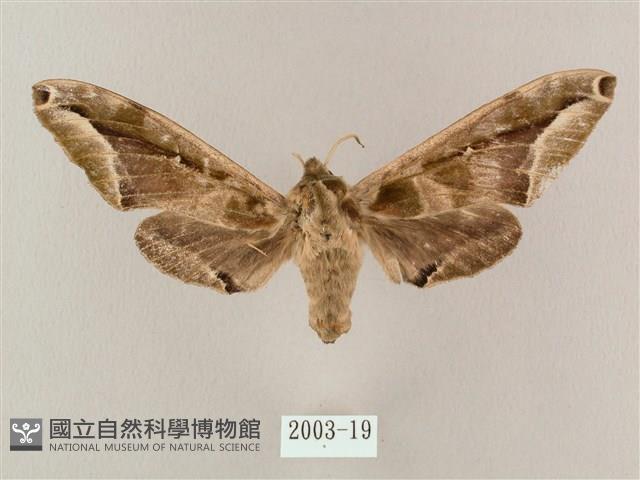 白點天蛾 藏品圖，第1張