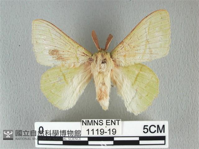 青枯葉蛾藏品圖，第1張