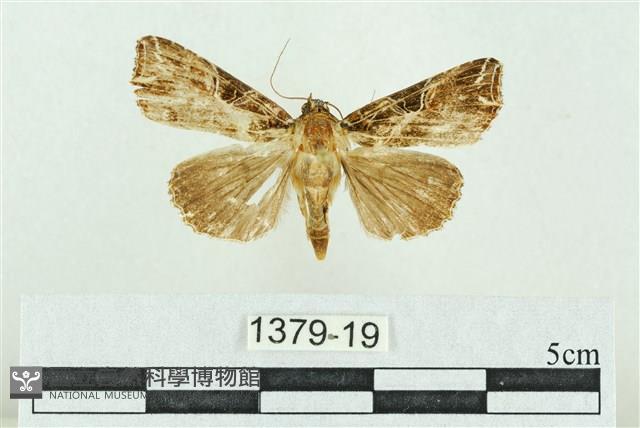 粉紅帶散紋夜蛾藏品圖，第1張