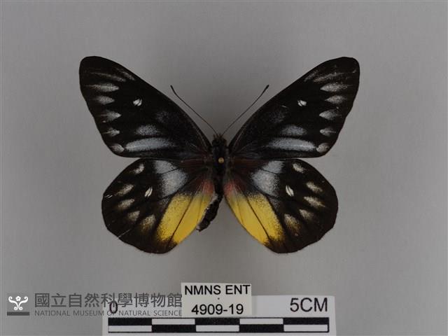 豔粉蝶藏品圖，第1張