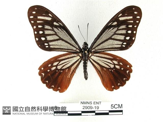 斑鳳蝶藏品圖，第1張