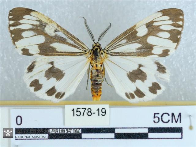 粉蝶燈蛾藏品圖，第1張