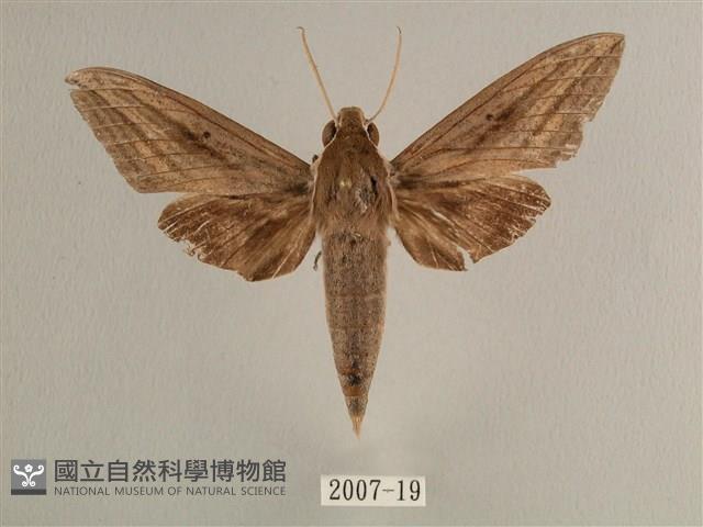 背線天蛾藏品圖，第1張