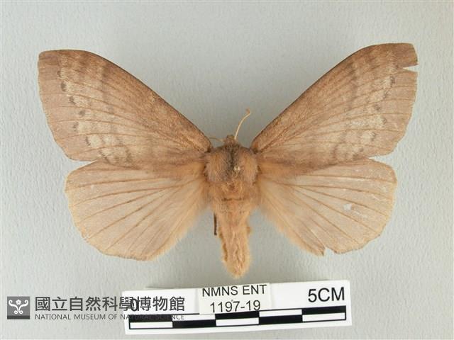 波紋枯葉蛾藏品圖，第1張