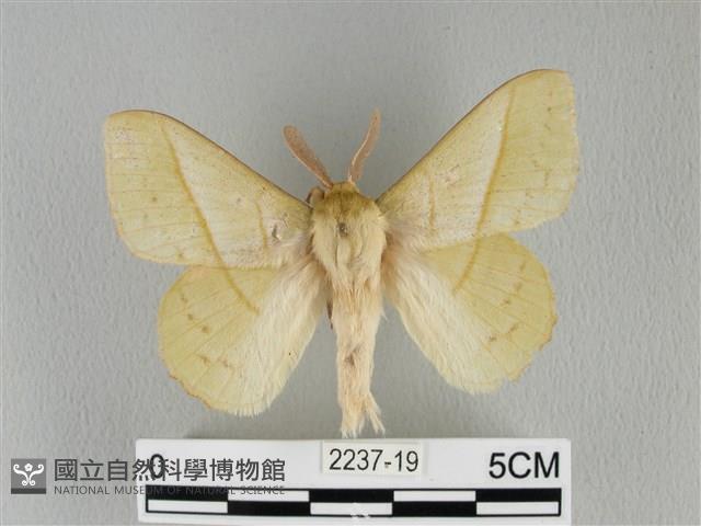 青枯葉蛾藏品圖，第1張