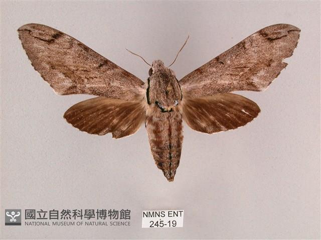 細斜紋霜天蛾藏品圖，第1張