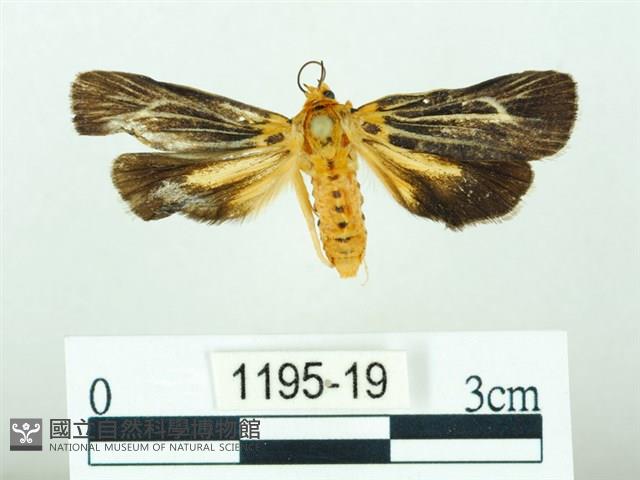 黃肩奇蛾藏品圖，第1張
