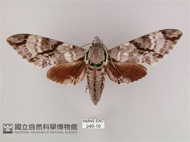 粗斜紋天蛾藏品圖，第1張