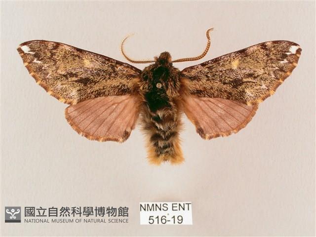 井上氏絨毛天蛾藏品圖，第1張