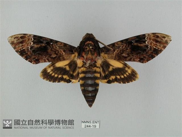 鬼臉天蛾藏品圖，第1張