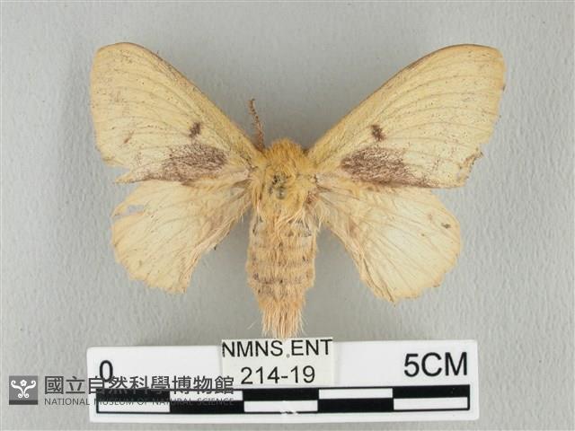 青枯葉蛾藏品圖，第1張