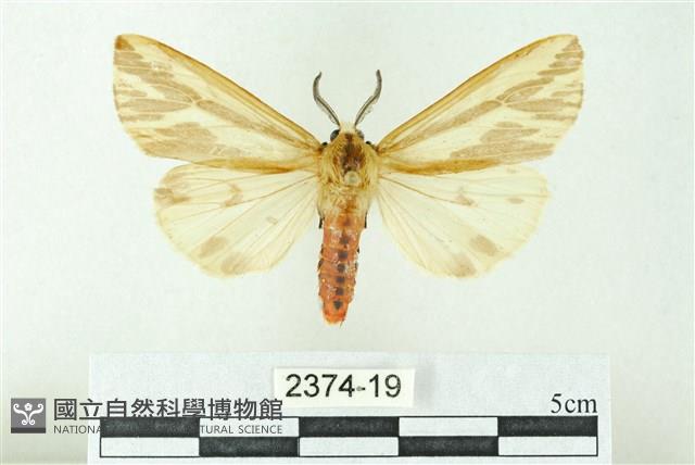 赭新污燈蛾藏品圖，第1張