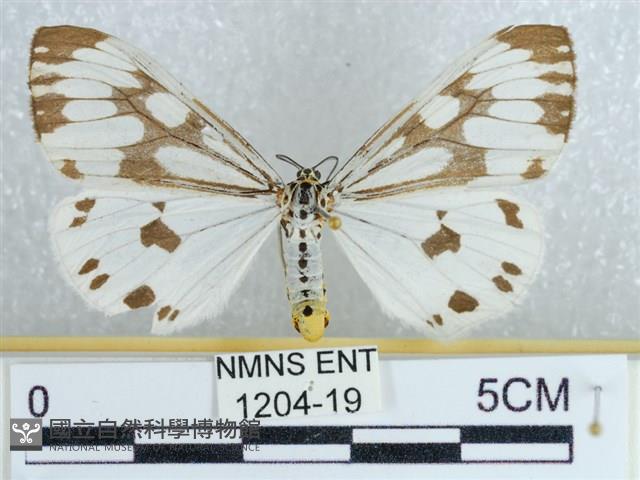 粉蝶燈蛾藏品圖，第1張