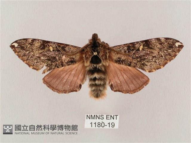 井上氏絨毛天蛾藏品圖，第1張