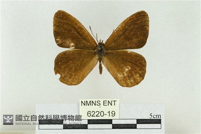 圓翅幽眼蝶藏品圖，第1張