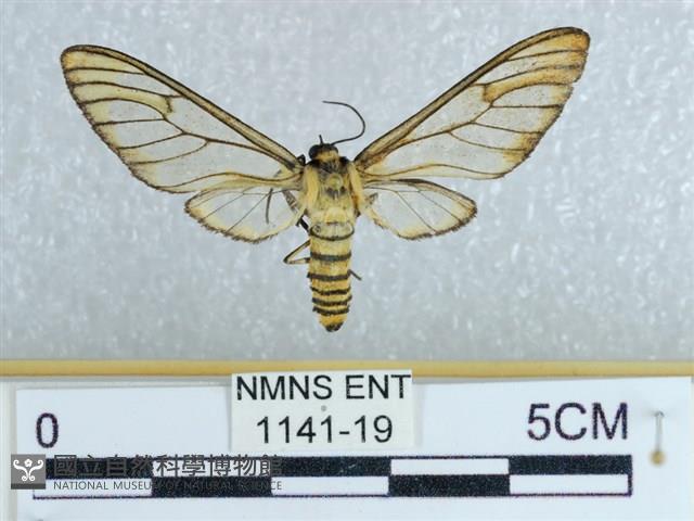 登錄號:001141-00019藏品圖，第1張