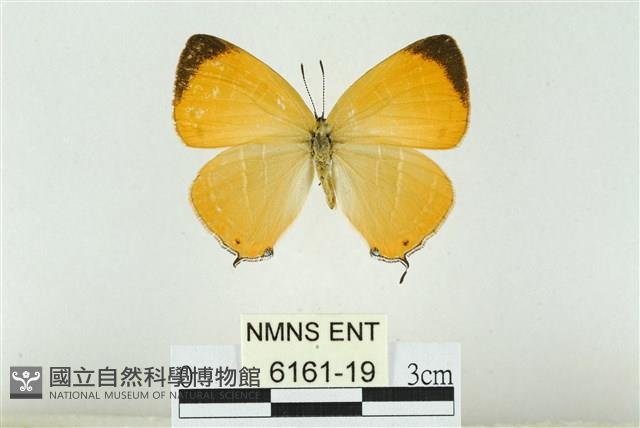 臺灣焰灰蝶藏品圖，第1張