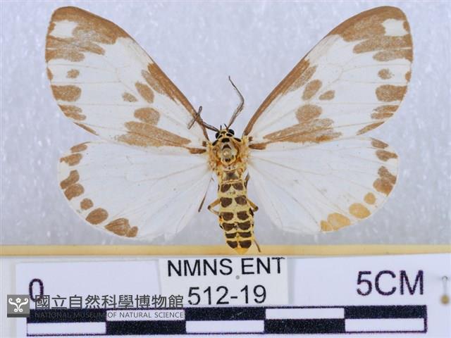 後凸蝶燈蛾藏品圖，第1張