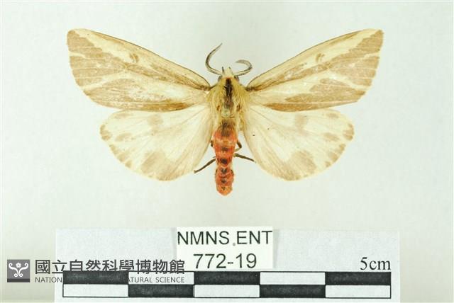 赭新污燈蛾藏品圖，第1張