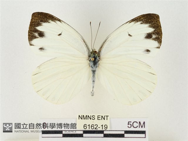 飛龍白粉蝶藏品圖，第1張