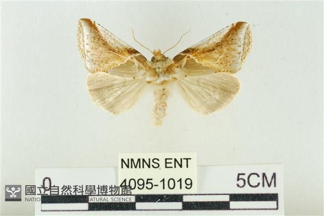 印華波紋蛾藏品圖，第1張