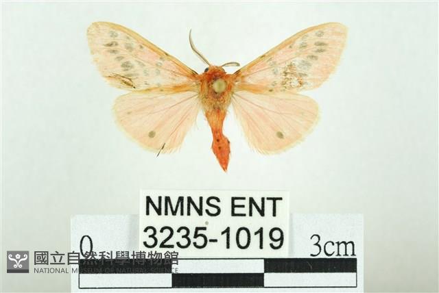三條橙燈蛾藏品圖，第1張