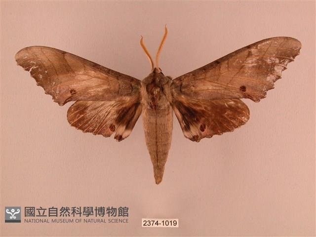 栗六點天蛾藏品圖，第1張