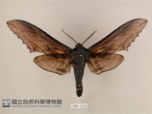 臺灣鋸翅天蛾藏品圖，第1張