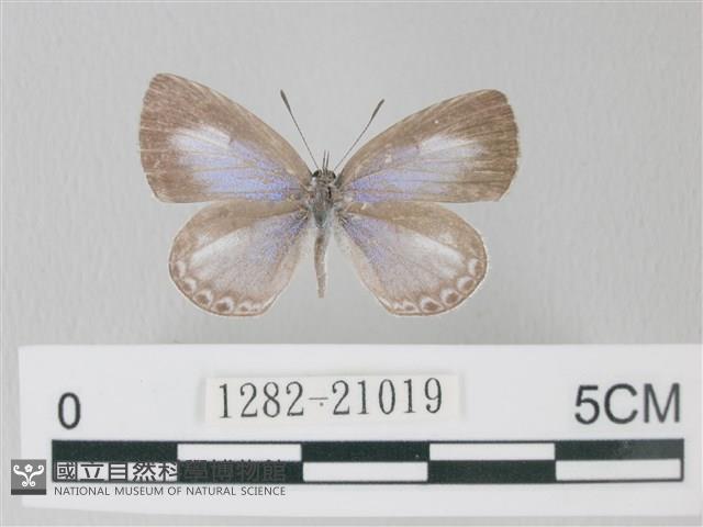 靛色琉灰蝶藏品圖，第1張