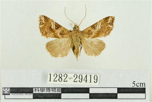 弧角散紋夜蛾藏品圖，第1張