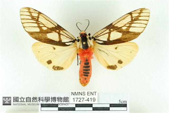 乳白斑燈蛾藏品圖，第1張