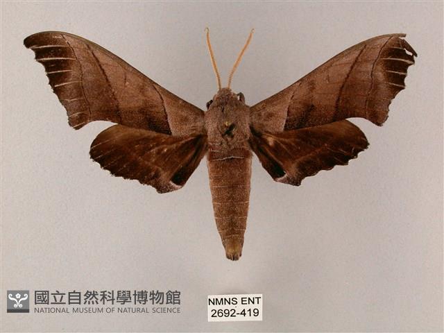 齒翅三線天蛾藏品圖，第1張