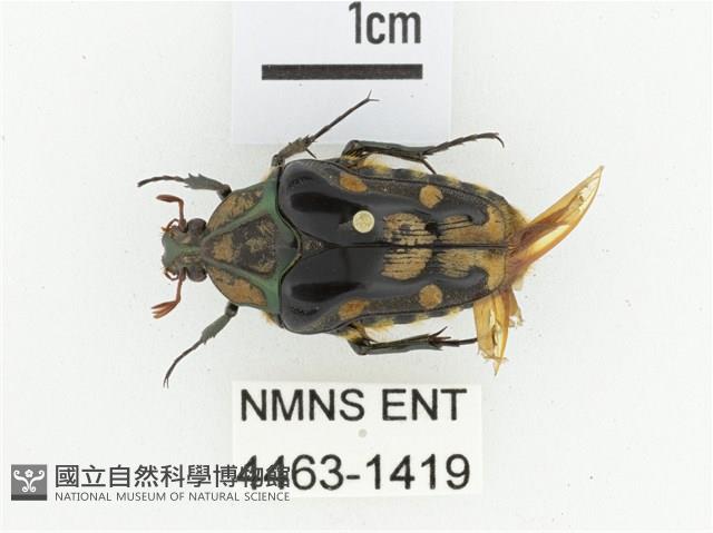 臺灣瘦花金龜藏品圖，第1張