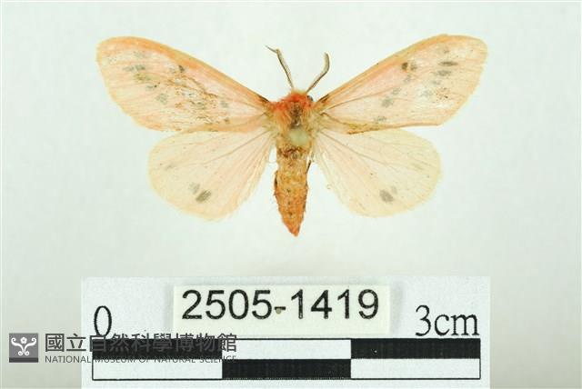 三條橙燈蛾藏品圖，第1張