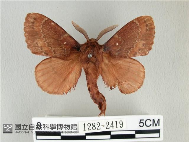 鋸紋枯葉蛾藏品圖，第1張