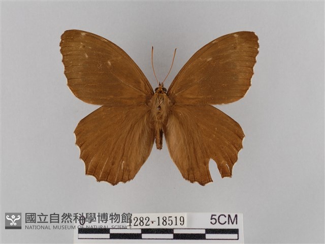 褐翅蔭眼蝶藏品圖，第1張