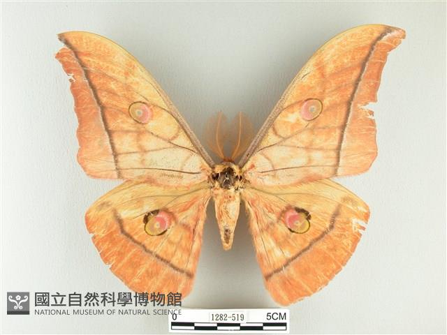 大透目天蠶蛾藏品圖，第1張