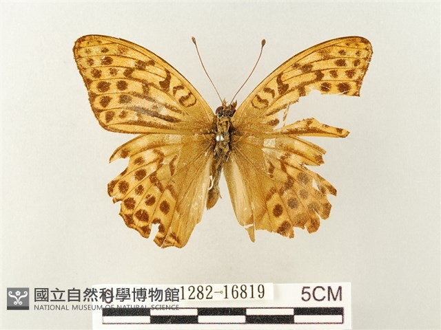 綠豹蛺蝶藏品圖，第1張