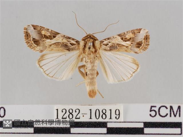 斜紋夜盜蛾藏品圖，第1張