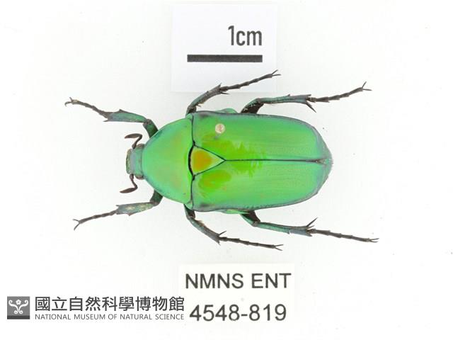 金艷騷金龜藏品圖，第1張