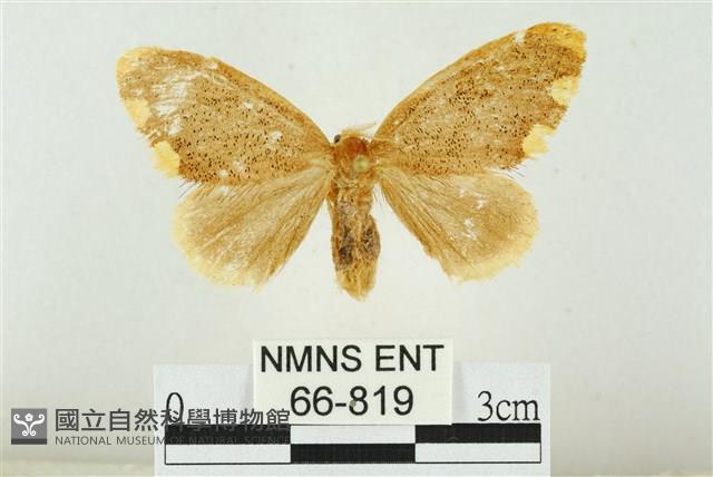 黑翅黃毒蛾藏品圖，第1張