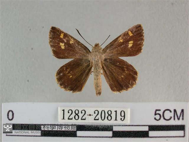 黃星弄蝶藏品圖，第1張