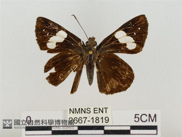 連紋袖弄蝶菲律賓亞種藏品圖，第1張