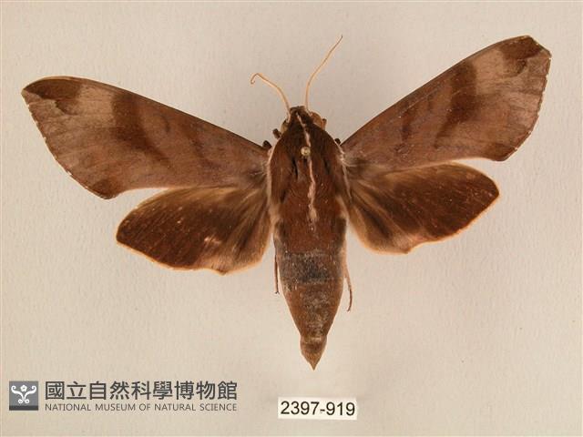 背中白天蛾藏品圖，第1張