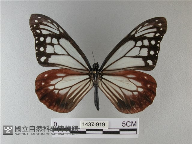 大絹斑蝶藏品圖，第1張