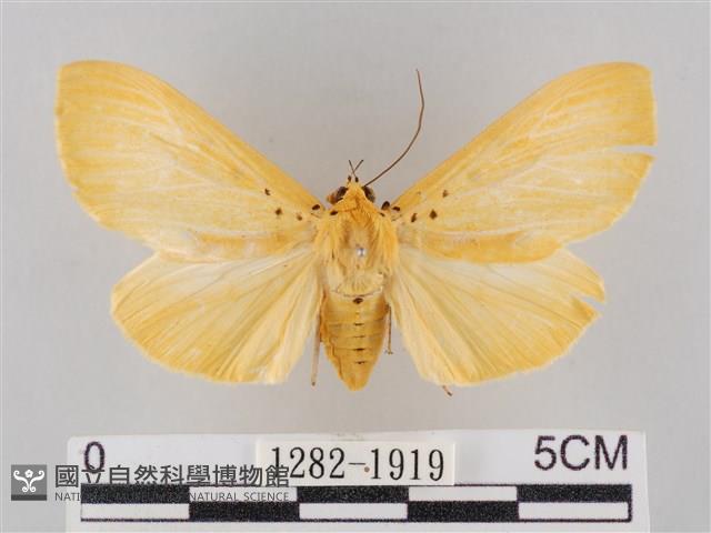 橙擬燈蛾藏品圖，第1張