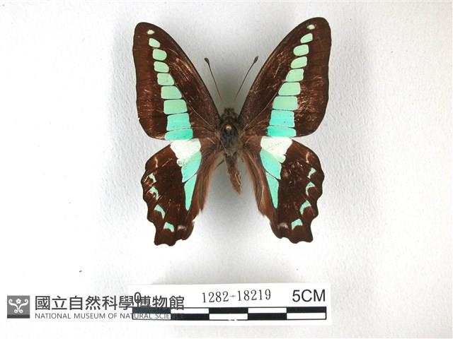 青帶鳳蝶藏品圖，第1張