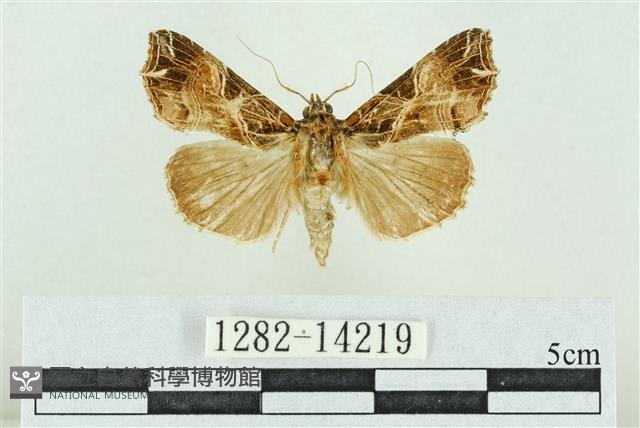 粉紅帶散紋夜蛾藏品圖，第1張